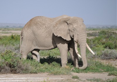 Постаревший слон